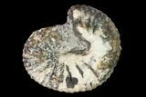 Fossil Heteromorph Ammonite (Scaphites) - Kansas #162626-1